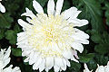 Bilder Chrysanthema