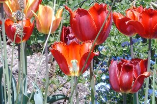 Tulpen im Garten