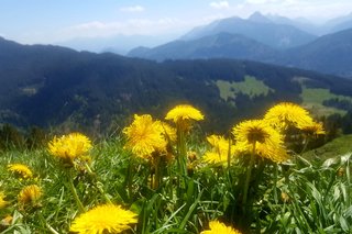 Das Bild zeigt die Allgäuer Berge im Vordergrund eine Wiese mit blühendem Löwenzahn.