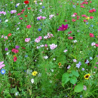 Blumenwiese in Türkheim