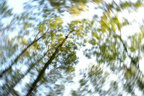Das Bild zeigt einen Wald mit vielen Bäumen; durch einen Verzerrungs-Effekt entsteht der Eindruck, um den Betrachter würde sich alles drehen