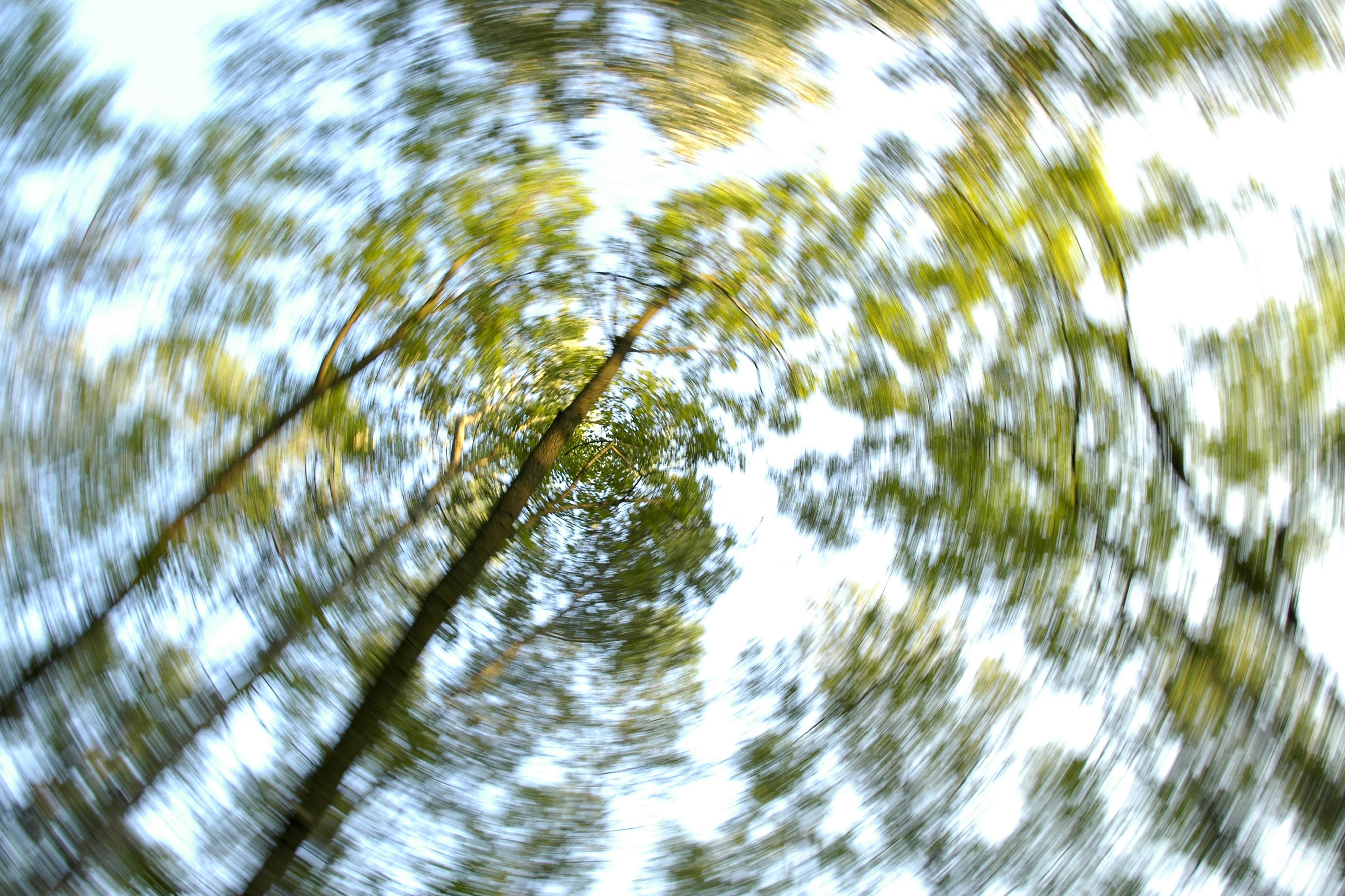 Das Bild zeigt einen Wald mit vielen Bäumen; durch einen Verzerrungs-Effekt entsteht der Eindruck, um den Betrachter würde sich alles drehen