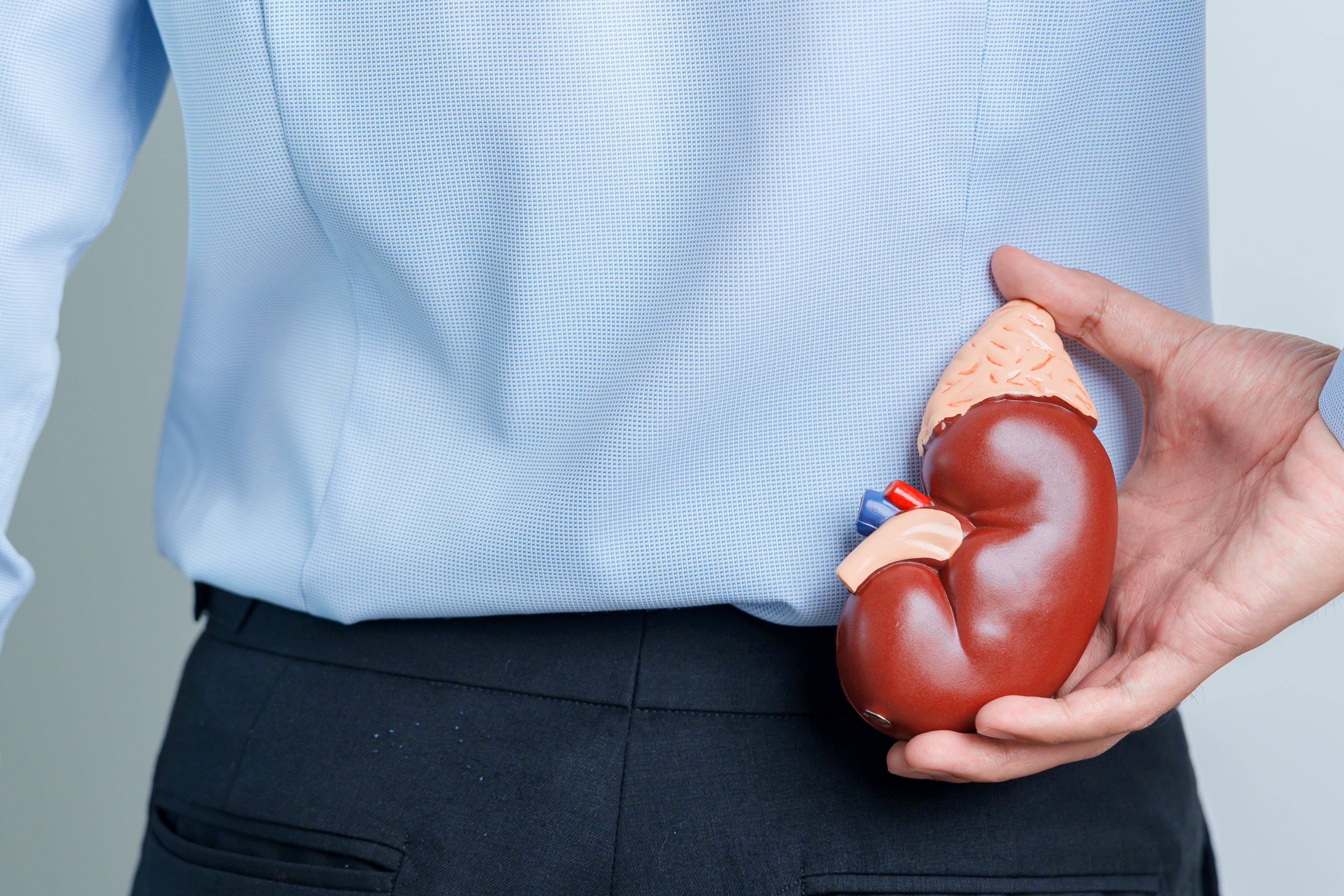 Organspende Ein Mann steht mit dem Rücken zur Kamera, er hält eine Hand hinter den Rücken und hat darin ein Modell einer menschlichen Niere, die er an die Stelle hält, wo die Niere sitzt.