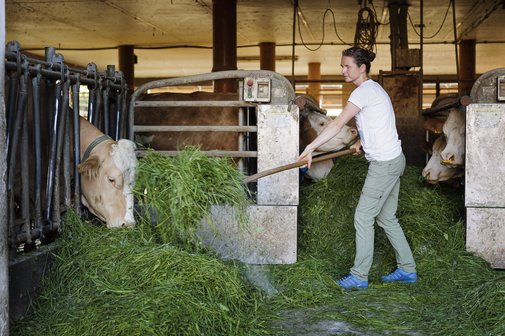 Eine junge B&auml;uerin in einem Kuhstall, die gerade mit einer Heugabel Gras an die K&uuml;he verteilt