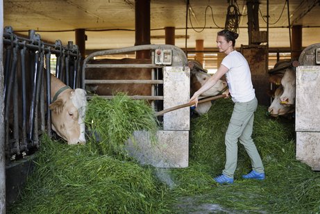 Eine junge B&auml;uerin in einem Kuhstall, die gerade mit einer Heugabel Gras an die K&uuml;he verteilt