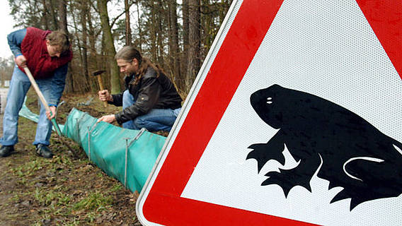 Symbolfoto: Ein großes Warnschild, das vor wandernden Kröten warnt. Im Hintergrund bauen zwei Männer einen Krötentunnel.