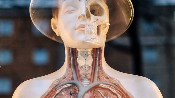 Das Bild zeigt ein Plastik-Modell des Menschen. Organe sicht sichtbar.