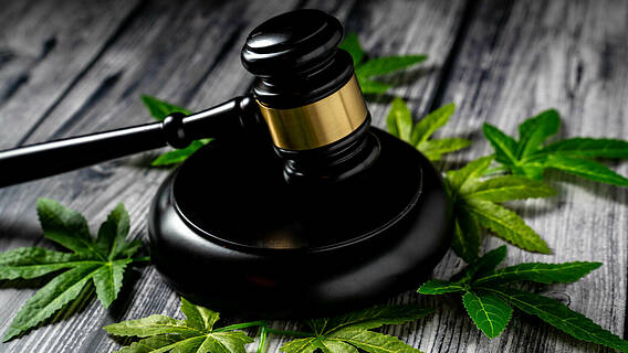 Symbolfoto: Ein Richterhammer auf mehreren kleinen Blättern einer Cannabis-Pflanze