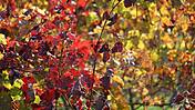 Symbolfoto: Herbstlich gefärbtes Laub auf einem Weinberg.