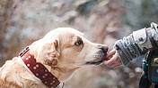 Das Bild zeigt einen Hund, der von einem Menschen gefüttert wird.