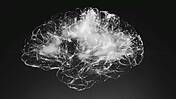 Das Bild zeigt den Scan eines Gehirns in schwarz-weiß.