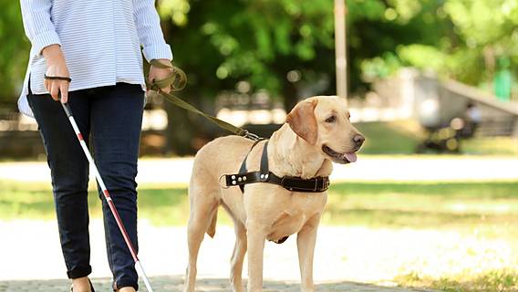 Blinde Frau spaziert mit Blindenführhund
