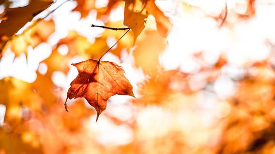 Herbstbild mit Lichtflecken