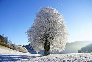 Ein schneebedeckter Baum in einer bergigen Winterlandschaft.