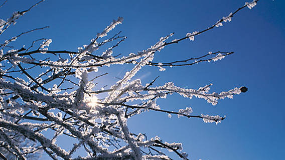 Symbolfoto: Zweige eines Baums im Winterfrost