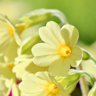 Frühling Roggenburg